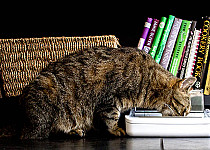 sealed-pet-bowl-gallery2