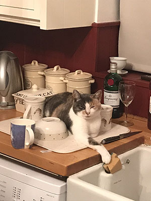 Carrot and Sausage Pet Door Connect case study 1