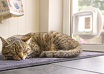 Cat sleeping in front of cat flap