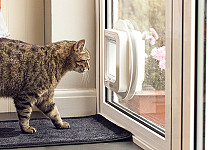 cat-looking-out-sureflap-mircochip-catflap