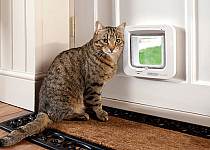 cat-next-to-sureflap-microchip