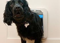 spaniel-through-pet-door