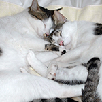 «Det er veldig sjeldent at jeg skriver en omtale, men jeg er så fornøyd med SureFlap kattedøren...