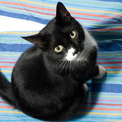 «Dette er mitt andre kjøp av en SureFlap, og jeg kan trygt si at kundeservice både online og på...